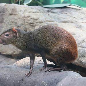 Small Mammal House - Red-Rumped Agouti