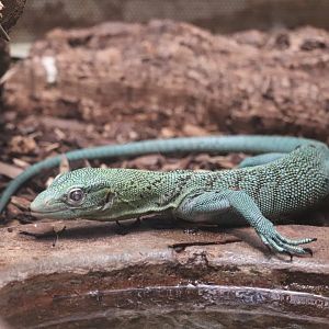 Reptile Discovery Center - Emerald Tree Monitor