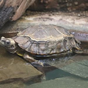 Reptile Discovery Center - Home's Hinge-Back Tortoise