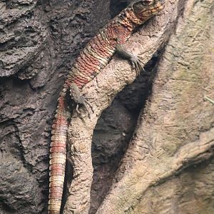Reptile Discovery Center - Chinese Crocodile Lizard