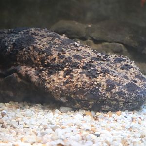 Reptile Discovery Center - Japanese Giant Salamander