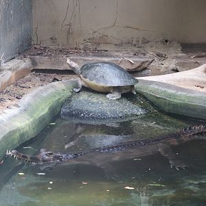 Reptile Discovery Center - Tomistoma - Painted Terrapin