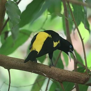 Amazonia - Yellow-Rumped Cacique