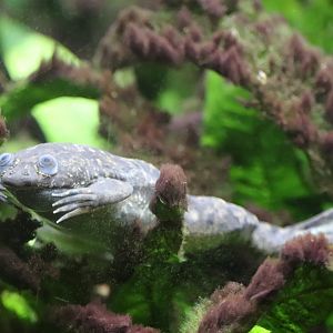 Amazonia - African Clawed Frog