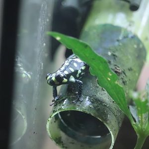 Amazonia - Brazilian Poison Frog