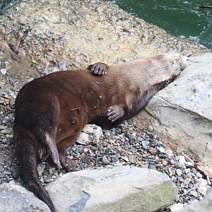 America Trail - North American River Otter