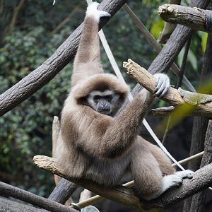 Lar Gibbon