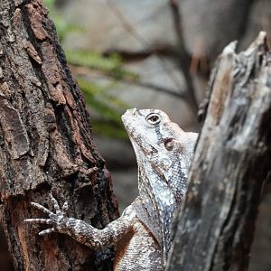 Frilled Dragon