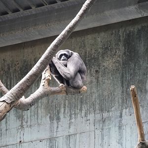 Müller’s Gibbon