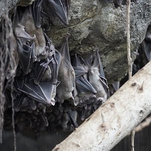 Egyptian Fruit Bats