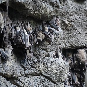 Egyptian Fruit Bats