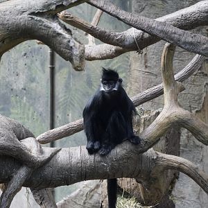 Francois Langur