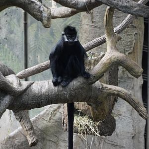 Francois Langur