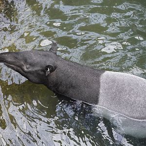 Malayan Tapir