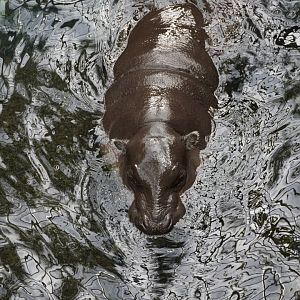 Pygmy Hippopotamus