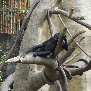 Black-Headed Spider Monkey