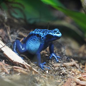 Blue Poison Dart Frog