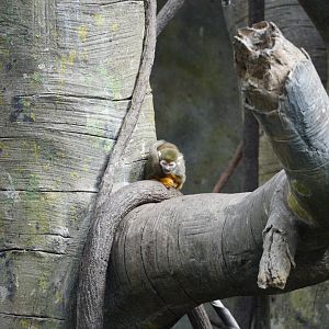 Common Squirrel Monkey