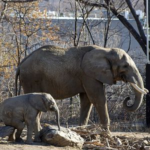 African Elephants
