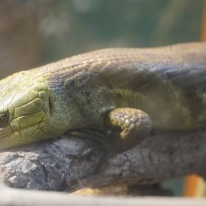 Prehensile-Tailed Skink