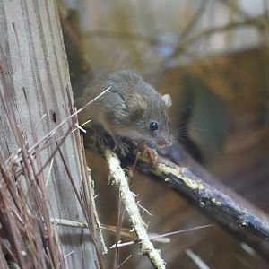 Eurasian Harvest Mouse