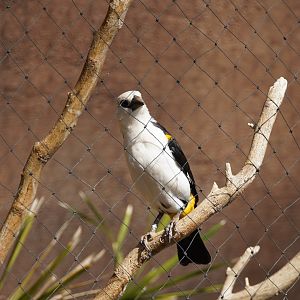 White-Headed Buffalo Weaver