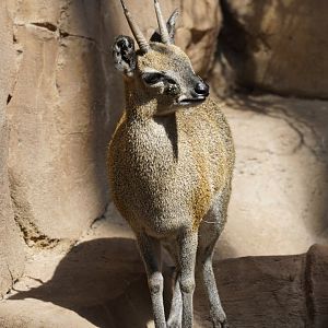Klipspringer