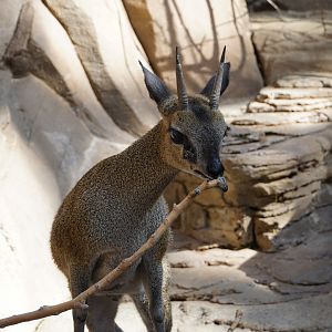 Klipspringer