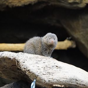 Dwarf Mongoose