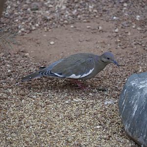 White-Winged Dove