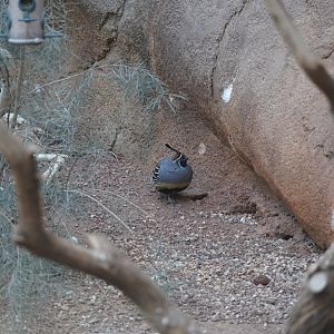 Gambel’s Quail