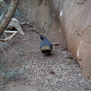 Gambel’s Quail