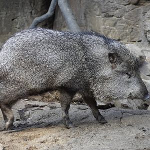 Collared Peccary