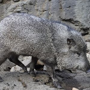 Collared Peccary