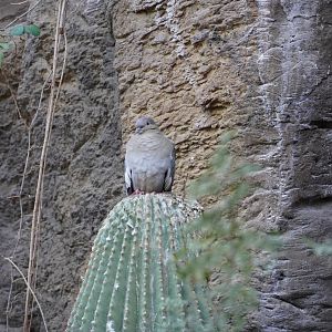 White-Winged Dove