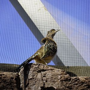 Greater Roadrunner