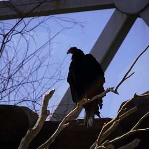 Turkey Vulture