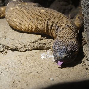 Mexican Beaded Lizard
