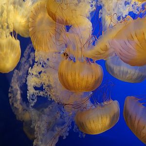 Sea Nettles