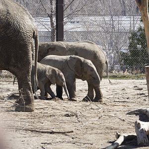 African Elephant Calves