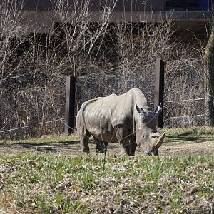 Southern White Rhinoceros