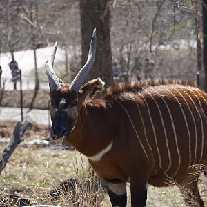 Eastern Bongo