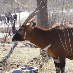 Eastern Bongo