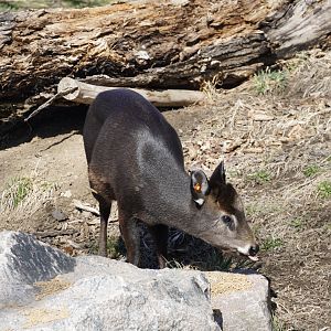 Tufted Deer