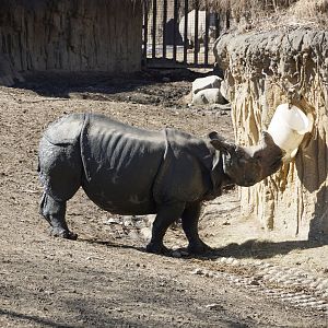 Greater One-Horned Rhinoceros