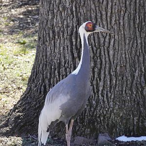 White-Naped Crane