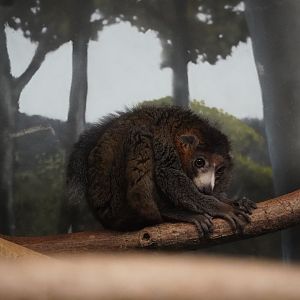 Mongoose Lemur