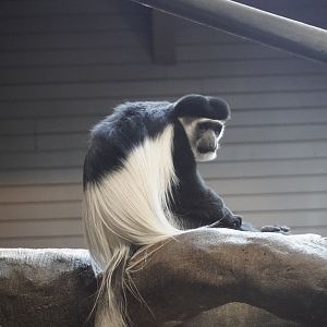 Eastern Black-and-White Colobus