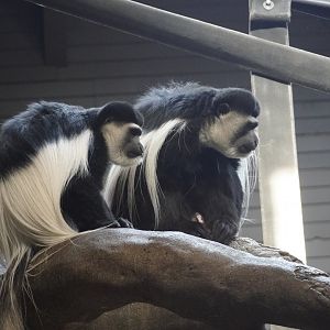 Eastern Black-and-White Colobus