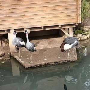 Indian runner Ducks and African grey crowned Cranes